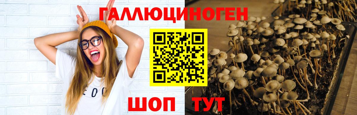 Галлюциногенные грибы MAGIC MUSHROOMS  Псилоцибиновые грибы Magic Shrooms  Вход с VPN  Долгопрудный 